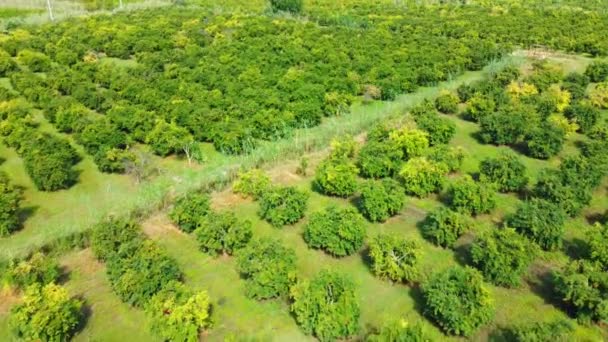 Granada Madura Fruto Ramas Árboles Jardín Contra Telón Fondo Del — Vídeos de Stock