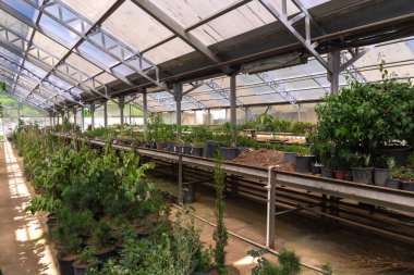 Güzel yeşil bitkiler, güneş ışınlarındaki bir serada çiçekler.