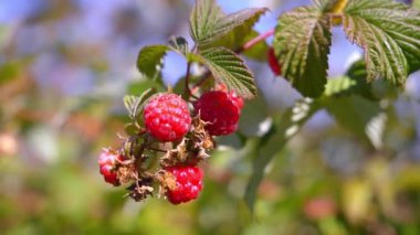 Güneşli bahçede kırmızı ahududular, yaklaşın. Çiftlikteki olgun ahududu dalıyla. Meyve bahçesindeki ahududu çalılarında yetişen kırmızı tatlı meyveler..