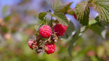 Güneşli bahçede kırmızı ahududular, yaklaşın. Çiftlikteki olgun ahududu dalıyla. Meyve bahçesindeki ahududu çalılarında yetişen kırmızı tatlı meyveler..