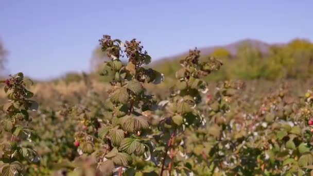 Органическая Посадка Выращивание Свежей Красной Зеленой Малины Сбор Урожая Питательных — стоковое видео