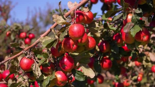 Apfelgarten Mit Roten Äpfeln Großaufnahme Zweig Mit Äpfeln Auf Dem — Stockvideo