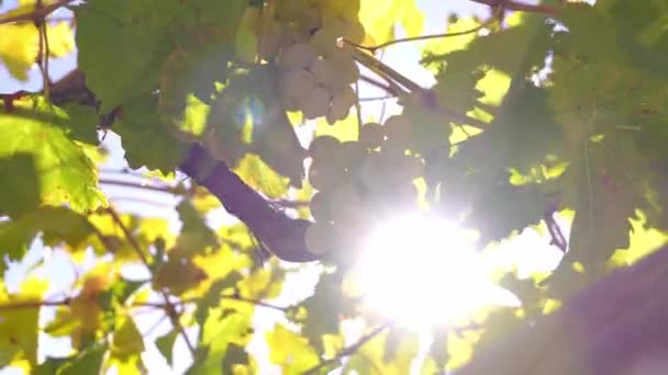 Bouquet Raisins Blancs Prosecco Sur Vigne Vidéo Vignoble Avec Rayon — Video