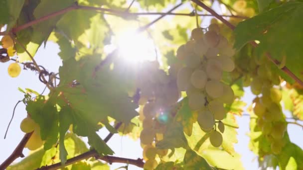 Prosecco Witte Druiven Wijngaard Video Met Felle Zonnestralen Close Van — Stockvideo