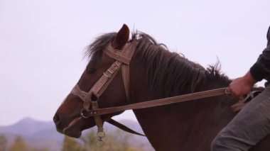 Atın arka planındaki yeşil dağlara karşı yakın plan çay tarlaları yavaş çekim, yakın çekim zarif asil at, tanınmaz hale gelen adam onu okşar..