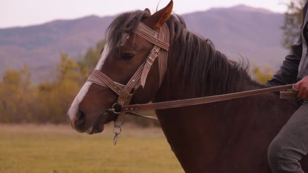 Nahaufnahme Eines Pferdes Vor Dem Hintergrund Grüner Berge Mit Teeplantagen — Stockvideo