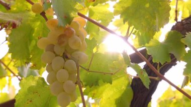 Asma üzüm bağında parlak güneş ışığıyla çekilmiş bir sürü beyaz şarap. Yerel çiftlikte güneşte olgunlaşmış dallardaki üzümler pazarda tatlı ve olgun üzümler satıyor..