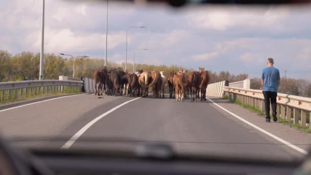 在格鲁吉亚山区的公路上 从车窗看到的马 成群的马和牧羊人在公路上奔跑 从车上通过挡风玻璃射击 在农村道路上开车 — 图库视频影像