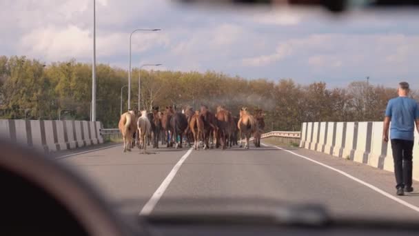 在格鲁吉亚山区的公路上 从车窗看到的马 成群的马和牧羊人在公路上奔跑 从车上通过挡风玻璃射击 在农村道路上开车 — 图库视频影像
