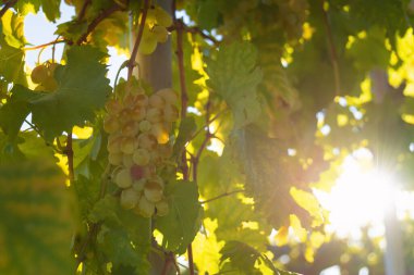 Taze yeşil üzümler bağda, güneş ışınlarında. Bahçedeki sarmaşıktaki yeşil üzümler, kopyalama alanı. Güzel, parlak bir arka plan Asma üzümlü bir demet.
