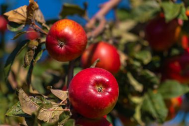 Güneşli bir günde, bahçedeki bir elma ağacının dallarındaki olgun kırmızı elmalara yakın çekim. Ağaçtaki organik kırmızı elmalar. Elma Sezonu