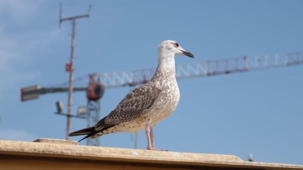 Portrait Seagull Seashore Close View White Seagull Sitting Background Tower — Stock Video