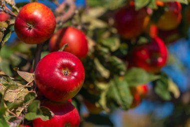 Güneşli bir günde, bahçedeki bir elma ağacının dallarındaki olgun kırmızı elmalara yakın çekim. Ağaçtaki organik kırmızı elmalar. Elma Sezonu