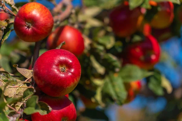 Güneşli bir günde, bahçedeki bir elma ağacının dallarındaki olgun kırmızı elmalara yakın çekim. Ağaçtaki organik kırmızı elmalar. Elma Sezonu