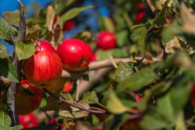 Güneşli bir günde, bahçedeki bir elma ağacının dallarındaki olgun kırmızı elmalara yakın çekim. Ağaçtaki organik kırmızı elmalar. Elma Sezonu