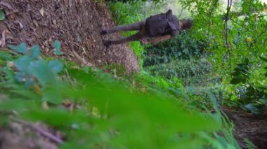 Sırt çantalı bir adam ormandaki yemyeşil ormanı keşfediyor ve maceraperest bir yolda yürüyor. Dikey video.