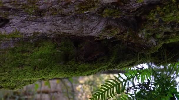 在植被茂密的森林里有陡峭的树干 在潮湿的地区或气候中 它们都被苔藓覆盖着 垂直录像 — 图库视频影像