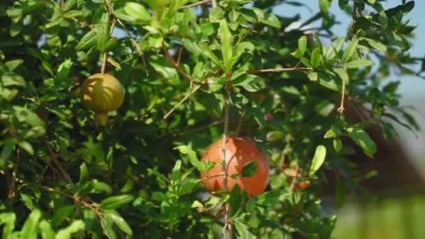 Close Ripe Pomegranate Fruit Growing Tree Surrounded Bright Green Leaves — Stock Video