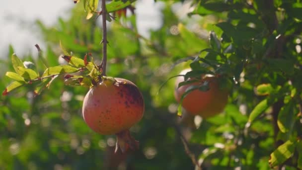 Close Ripe Pomegranate Fruit Growing Tree Surrounded Bright Green Leaves — Stock Video