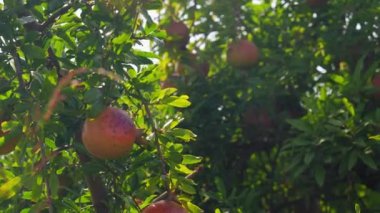 Parlak yeşil yapraklarla çevrili ağaçta yetişen olgun nar meyvelerinin yakın çekimi. Parlak renkler ve meyveler güneşte parıldıyor. Hareket Kamerası.