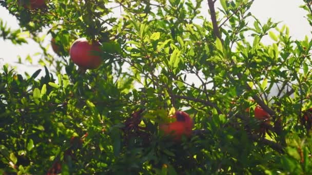 Nahaufnahme Von Reifen Granatapfelfrüchten Die Auf Einem Baum Wachsen Der — Stockvideo