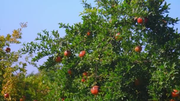 Primer Plano Fruta Madura Granada Que Crece Árbol Rodeado Hojas — Vídeo de stock