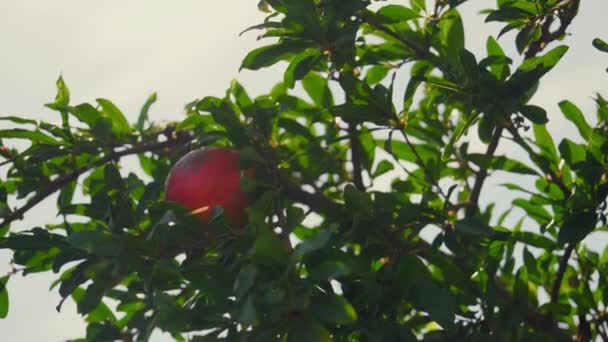 Detailní Záběr Zralého Granátového Jablka Které Roste Stromě Obklopeném Jasně — Stock video