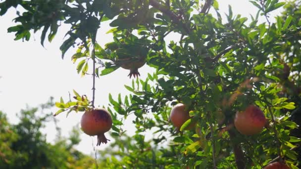 Närbild Mogna Granatäpplen Frukt Som Växer Träd Omgiven Ljusa Gröna — Stockvideo