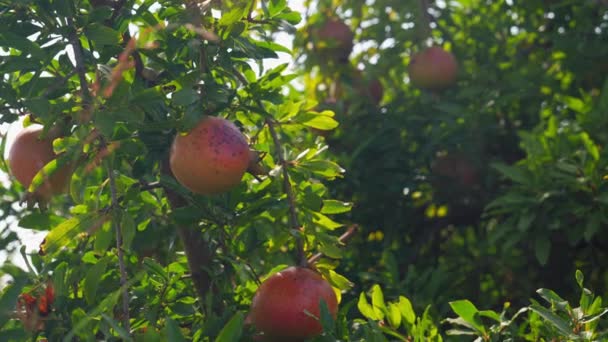 Primer Plano Fruta Madura Granada Que Crece Árbol Rodeado Hojas — Vídeos de Stock