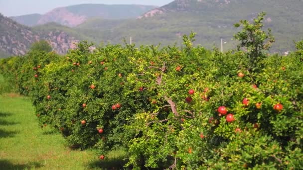 Svěží Granátová Zahrada Zralým Ovocem Zasazená Malebného Pozadí Zvlněných Hor — Stock video