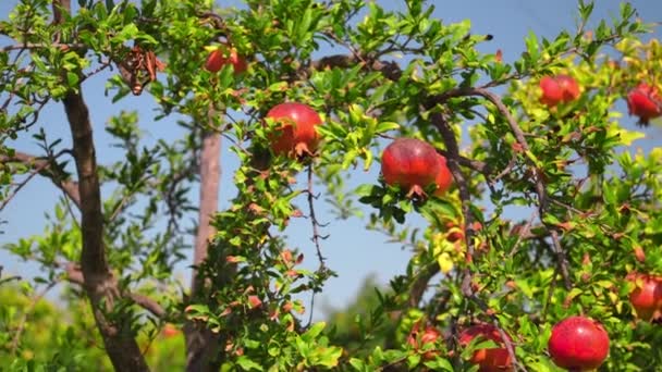 成熟石榴果实的特写生长在绿叶环绕的树上 蓝天背景 明亮的色彩和水果在阳光下闪闪发光 运动相机 — 图库视频影像