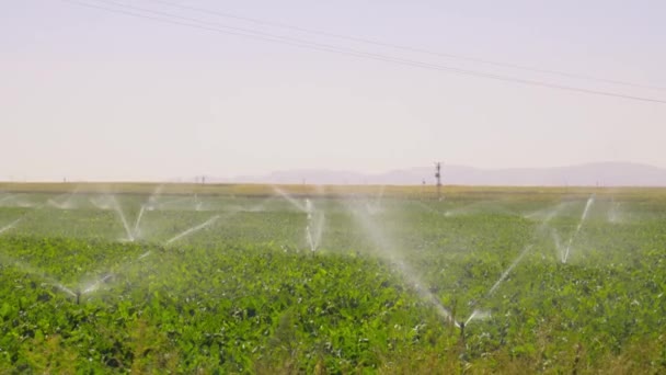 Sproeiers Automatisch Irrigatiesysteem Voor Akkers Gewassen Velden Weiden Automatisering Voor — Stockvideo