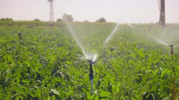 Irrigatori Impianto Irrigazione Automatico Campi Colture Campi Prati Automazione Irrigazione — Video Stock