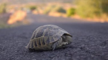 Kaplumbağa, kentsel gelişim ve bunun vahşi yaşam üzerindeki etkisi bağlamında hayvanların korunması ve yardım kavramını sembolize ederek, yoğun asfalt yolunu geçiyor..