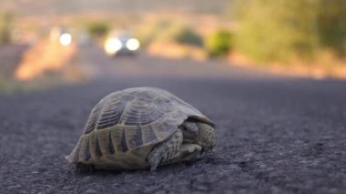 Kaplumbağa, kentsel gelişim ve bunun vahşi yaşam üzerindeki etkisi bağlamında hayvanların korunması ve yardım kavramını sembolize ederek, yoğun asfalt yolunu geçiyor..