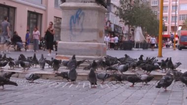 İSTANBUL, TURKEY - 3 Eylül 2023: İstanbul 'da şehir meydanında çok sayıda güvercin kuşu. Yoldan geçenler güneşli bir günde arka planda güvercinlerle sokaklarda yürüyorlar. Beslenen kuşlar.