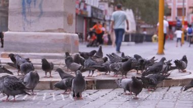 İSTANBUL, TURKEY - 3 Eylül 2023: İstanbul 'da şehir meydanında çok sayıda güvercin kuşu. Yoldan geçenler güneşli bir günde arka planda güvercinlerle sokaklarda yürüyorlar. Beslenen kuşlar.