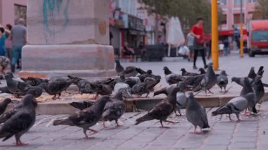 İSTANBUL, TURKEY - 3 Eylül 2023: İstanbul 'da şehir meydanında çok sayıda güvercin kuşu. Yoldan geçenler güneşli bir günde arka planda güvercinlerle sokaklarda yürüyorlar. Beslenen kuşlar.