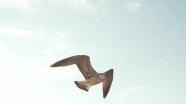 Mavi gökyüzünde özgürce süzülen martılar denizde yiyecek ararken bulutların ve gökyüzünün gerisinde uzanan kanatlarıyla uçan beyaz martılar. Beyaz tüy dokusu ve siyah kanat ucu.