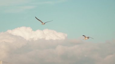 Mavi gökyüzünde özgürce süzülen martılar denizde yiyecek ararken bulutların ve gökyüzünün gerisinde uzanan kanatlarıyla uçan beyaz martılar. Beyaz tüy dokusu ve siyah kanat ucu.