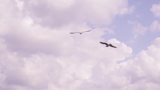 Чайка Свободно Парит Голубом Небе Поисках Пищи Море Белая Чайка — стоковое видео