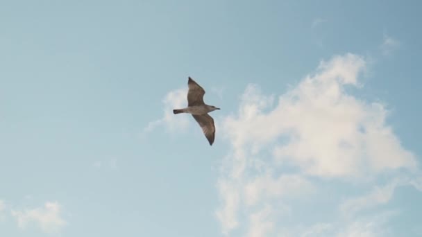 Чайка Свободно Парит Голубом Небе Поисках Пищи Море Белая Чайка — стоковое видео