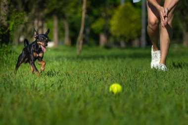 Genç bir kadının ince, bulanık bacaklarının arka planında sarı bir topun peşinden koşan siyah bir oyuncak teriyerinin yakın çekimi. Parkta evcil hayvanlarla oyunlar