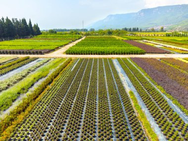Çeşitli bitki renklerine sahip bir tarla insansız hava fotoğrafçılığı. Çiçek çiftlikleri. Özel çiçek işi. Süs bitkilerinin yetiştirilmesi