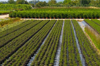 Çeşit çeşit çiçeklerle, bitkilerle, çalılarla dolu tarlaların manzarası. Çiçek çiftlikleri. Özel çiçek ve bitki yetiştirme işi. Süs bitkilerinin yetiştirilmesi