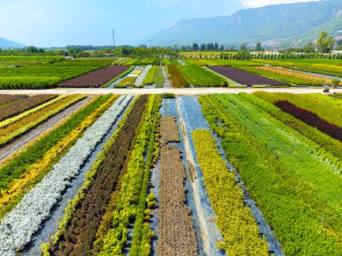 Çeşitli bitki renklerine sahip bir tarla insansız hava fotoğrafçılığı. Çiçek çiftlikleri. Özel çiçek işi. Süs bitkilerinin yetiştirilmesi