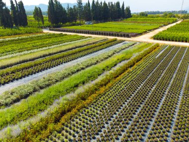 Çeşitli bitki renklerine sahip bir tarla insansız hava fotoğrafçılığı. Çiçek çiftlikleri. Özel çiçek işi. Süs bitkilerinin yetiştirilmesi