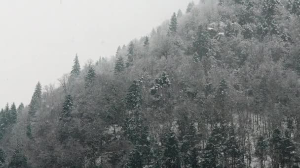 冬天的风景 白雪覆盖的山中的河流 暴风雪中的森林 格鲁吉亚河岸下着大雪的冬季针叶林 — 图库视频影像