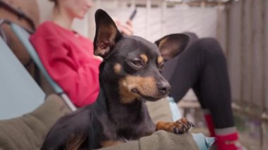 Oyuncak Terrier köpeği sahibi ile balkonda ya da terasta fil ışınlarıyla rahatlıyor, evde vakit geçiriyor. Köpek dinleniyor ve kadın telefon ekranına bakıyor.