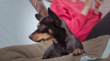 Oyuncak Terrier köpeği sahibi ile balkonda ya da terasta fil ışınlarıyla rahatlıyor, evde vakit geçiriyor. Köpek dinleniyor ve kadın telefon ekranına bakıyor.